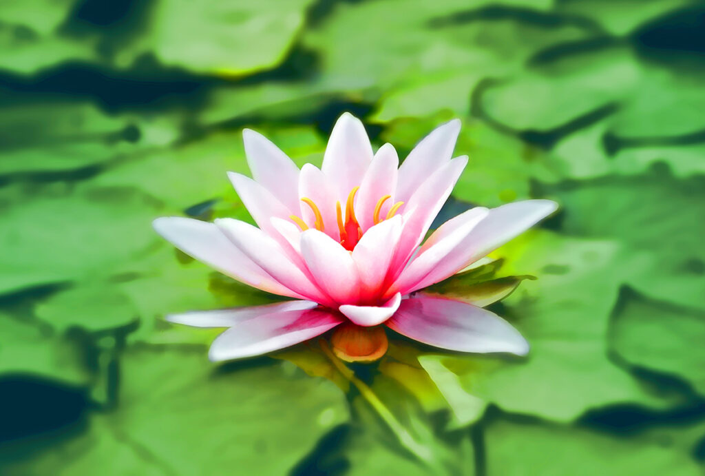 Der Lotus gilt als Symbol für Reinheit.