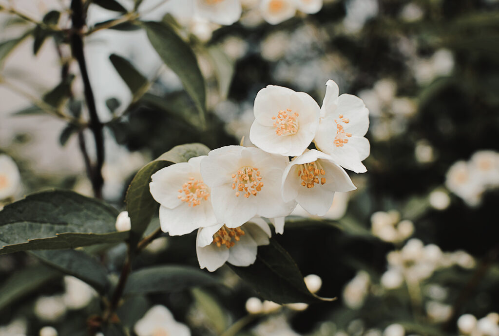 Der Jasmin blüht in elegantem Weiß oder hellem Gelb und duftet dabei intensiv